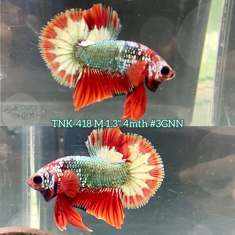 Live Male Betta Fancy Copper Red Startail Plakat (TNK-418) S217 what you see what you get!!