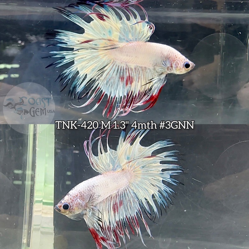 Live Male Betta Fancy marble Crowntail (TNK-420) S262 what you see what you get!!