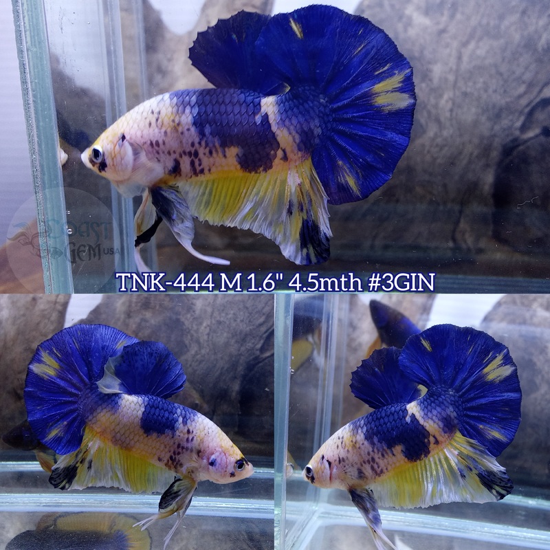Live Male Betta Fancy marble Plakad (TNK-444) S351 what you see what you get!!