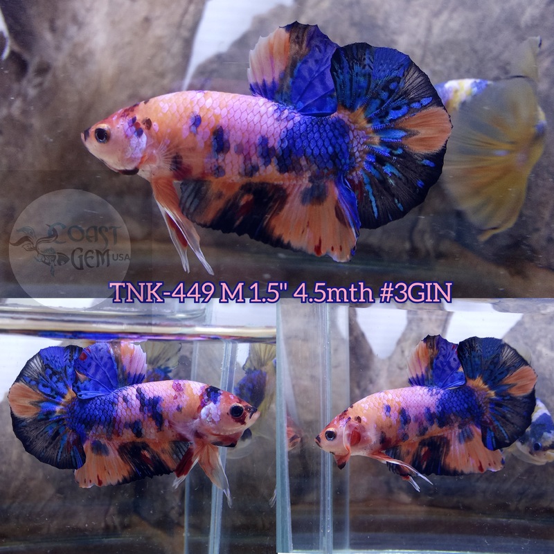 Live Male Betta Fancy marble Plakad (TNK-449) S356 what you see what you get!!