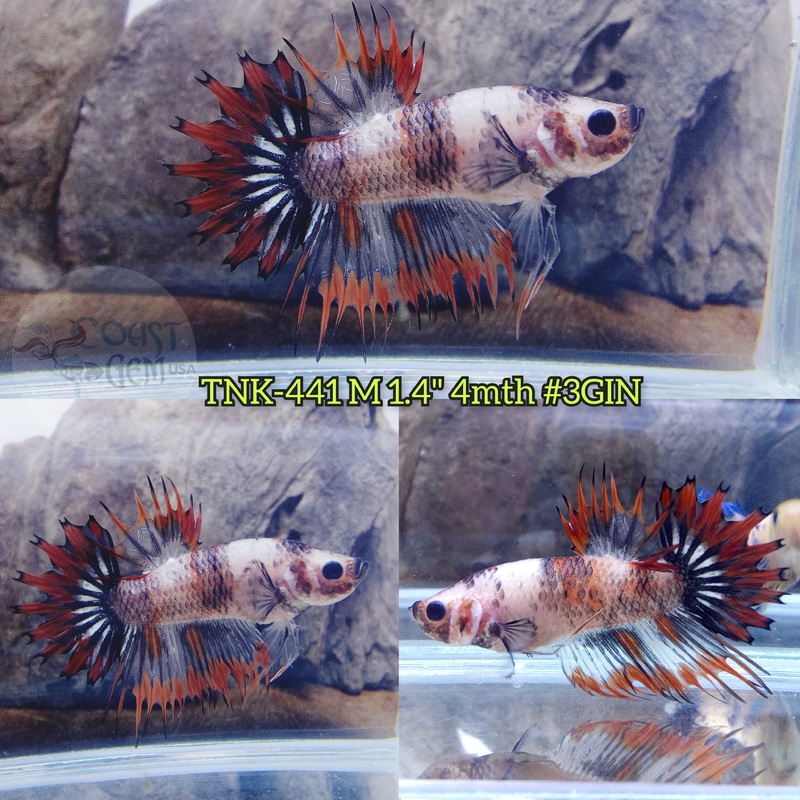 Live Male Betta Fancy Orange Koi Crowntail Plakad (TNK-441) S348 what you see what you get!!