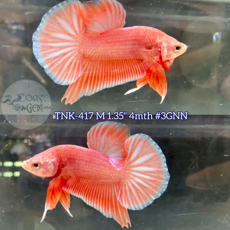 Live Male Betta Fancy Pink pastel Sweet tone Plakat (TNK-417) S215 what you see what you get!!