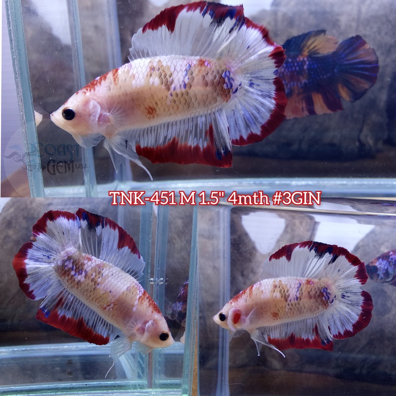 Live Male Betta Fancy Red koi Doubletail Plakad (TNK-451) S358 what you see what you get!!