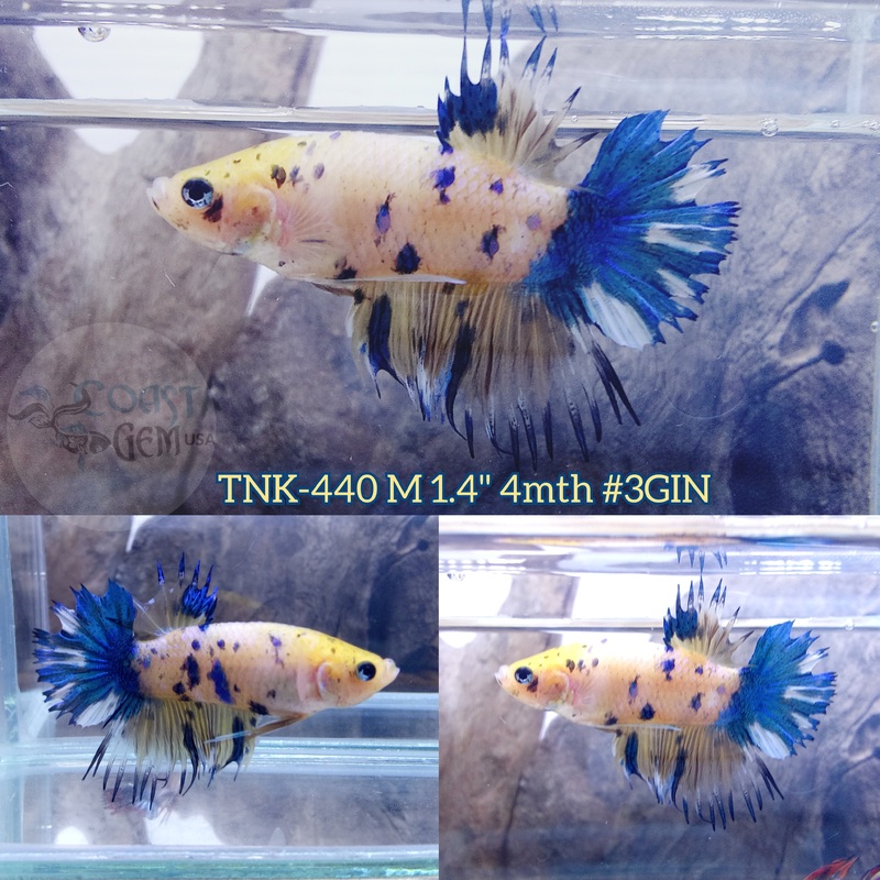 Live Male Betta Fancy Yellow Marble Crowntail Plakad (TNK-440) S347 what you see what you get!!