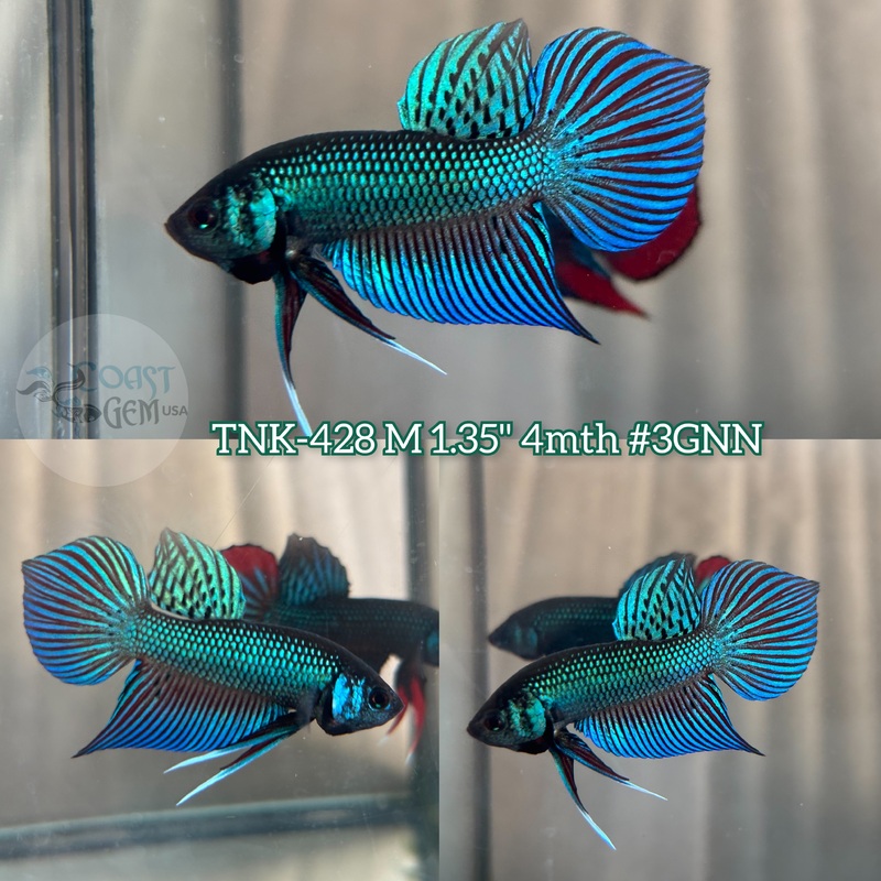 Live Male Betta Green Mahachai Wild Plakat (TNK-428) S127 what you see what you get!!