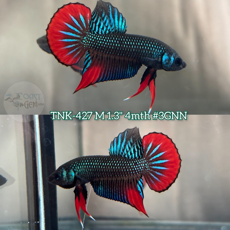 Live Male Betta Green Red imbellis Wild Plakat (TNK-427) S289 what you see what you get!!