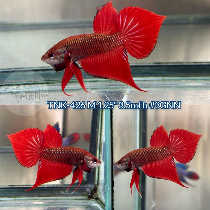 Live Male Betta Hybrid Red Splendens Wild Plakat (TNK-426) S287 what you see what you get!!