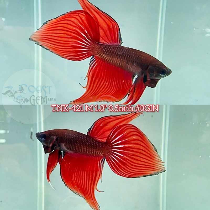 Live Male Betta Hybrid Wild Red Splendens Velitail  (TNK-421) S271  what you see what you get!!