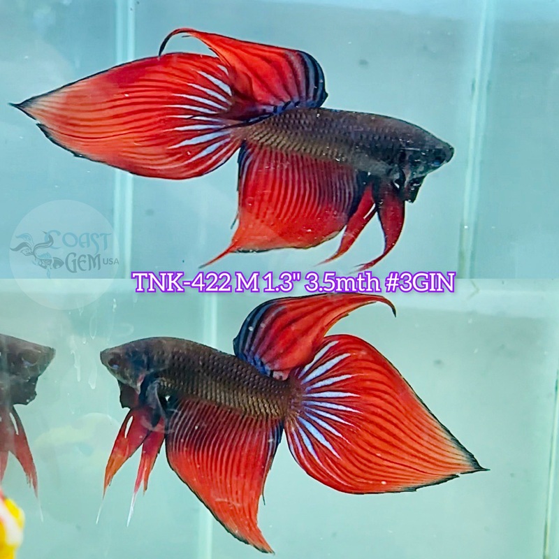Live Male Betta Hybrid Wild Red Splendens Velitail  (TNK-422) S272 what you see what you get!!