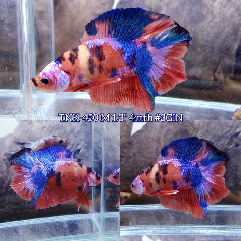 Live Male Betta Nemo Koi Doubletail Plakad (TNK-450) S357 what you see what you get!!