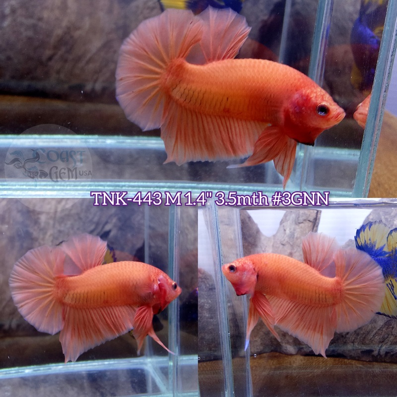 Live Male Betta Orange Solid color Plakad (TNK-443) S350 what you see what you get!!