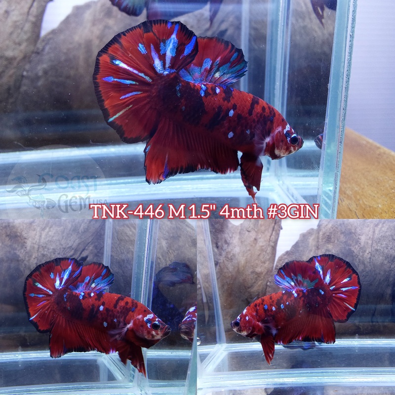 Live Male Betta Red Koi Galaxy Plakad (TNK-446) S353 what you see what you get!!