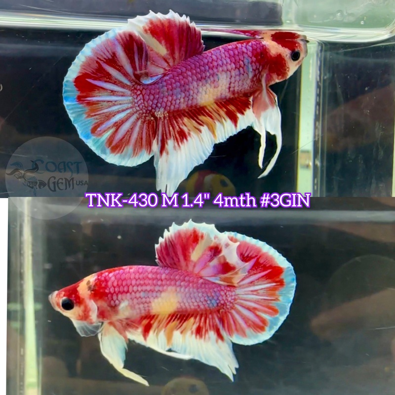 Live Male Betta Red Purple Candy Plakad (TNK-430) S338 what you see what you get!!