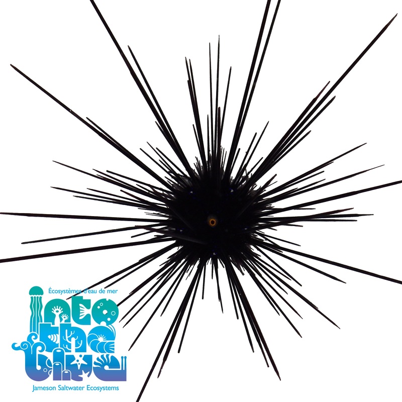 Long Spine Urchin