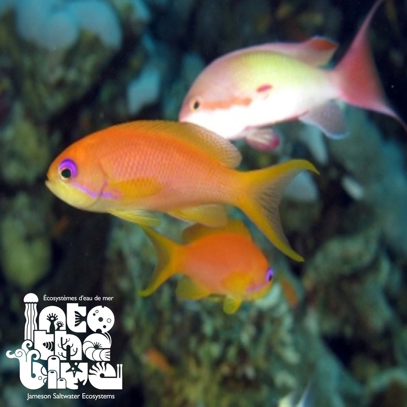 Lyretail Anthias (Female)