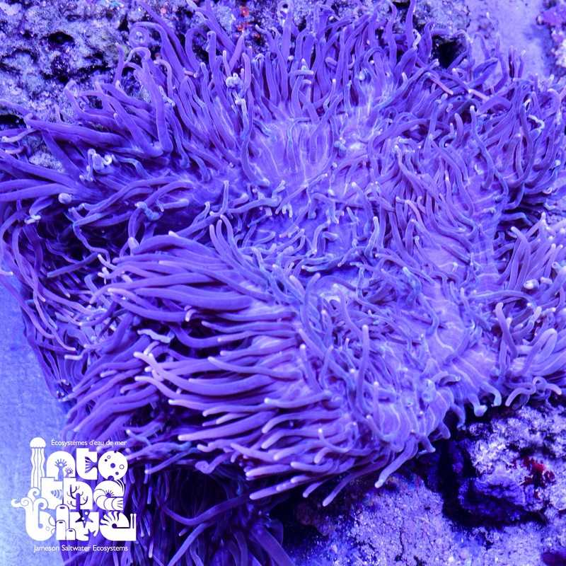 Magnificent Anemone