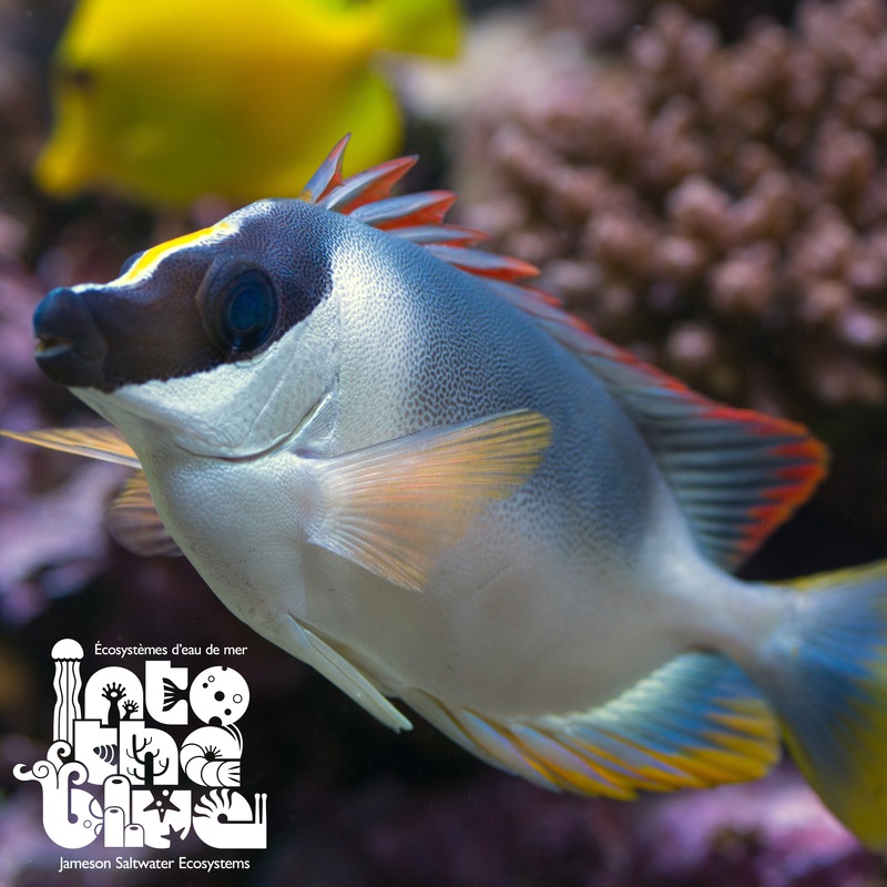 Magnificent Foxface Rabbitfish