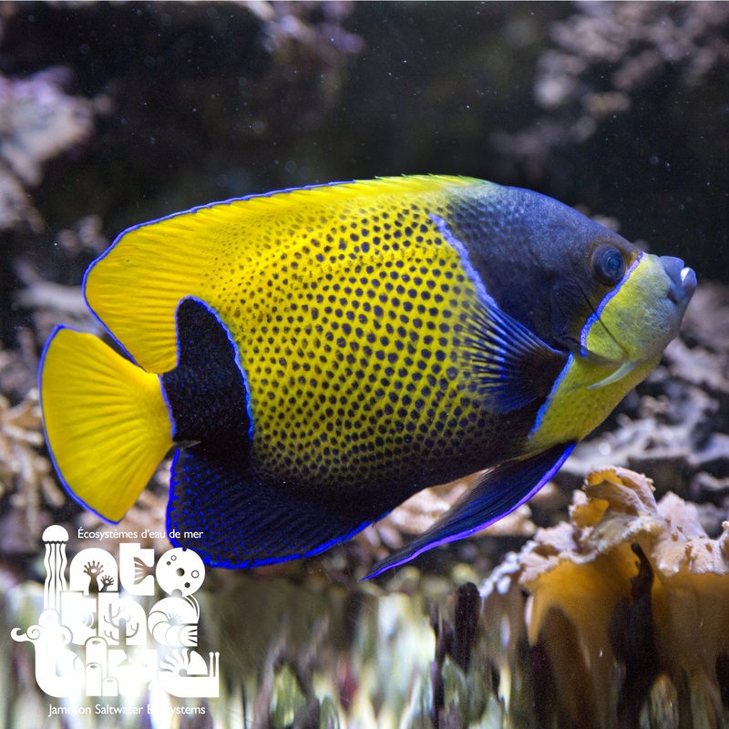 Majestic Angelfish