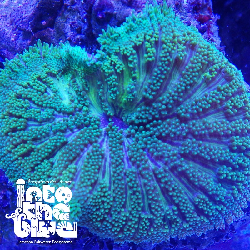 Maxi Mini Carpet Anemone