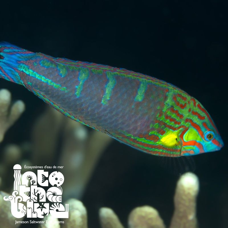 Melanurus Wrasse
