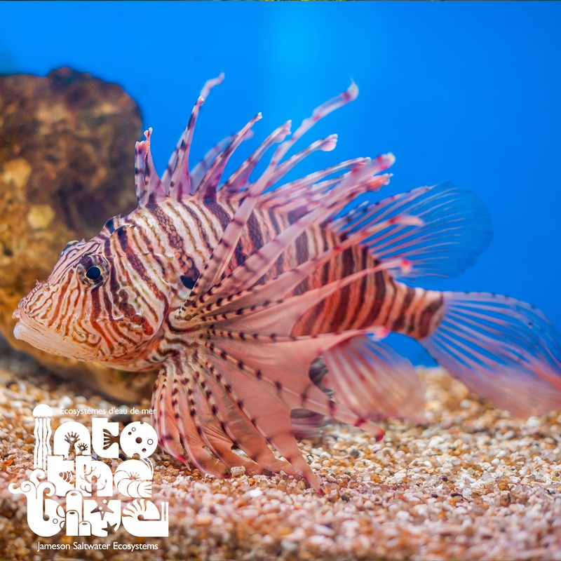 Miles Lionfish