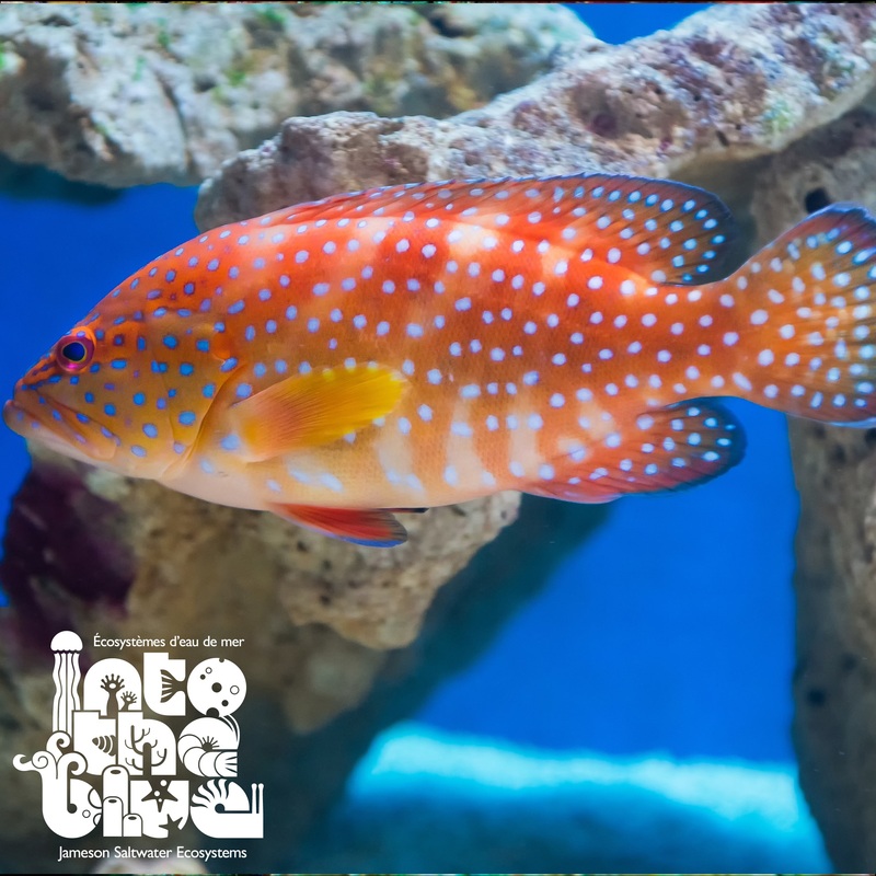 Minatus Grouper