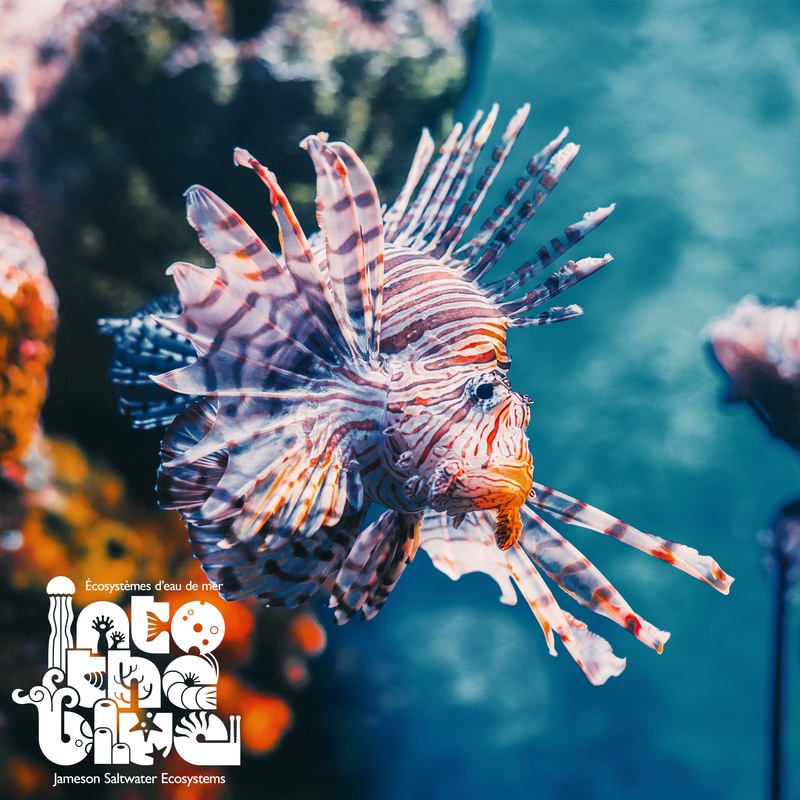 Mombasa Lionfish