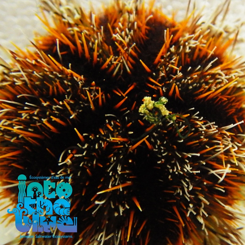 Multicolor Urchin