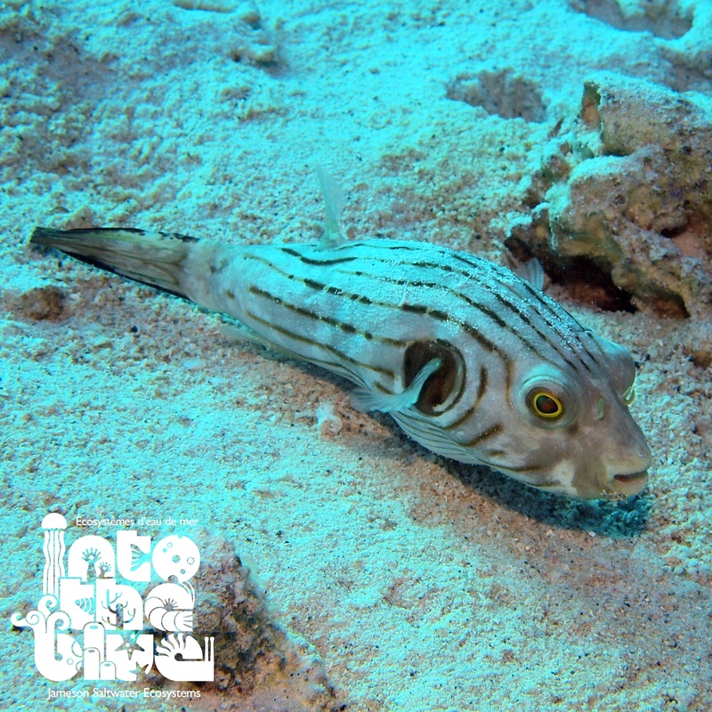 Narrow-lined Puffer