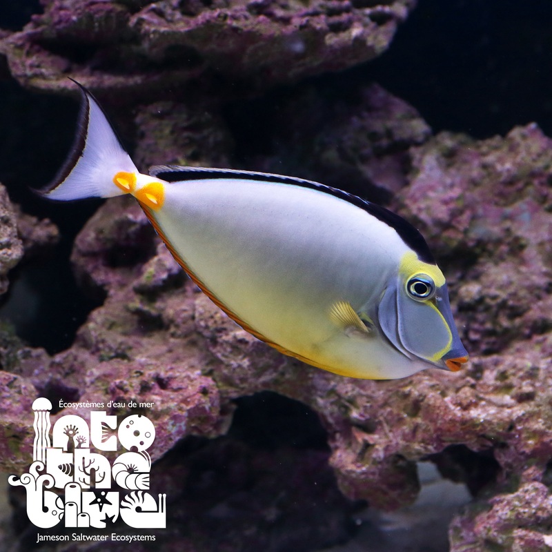 Naso Tang