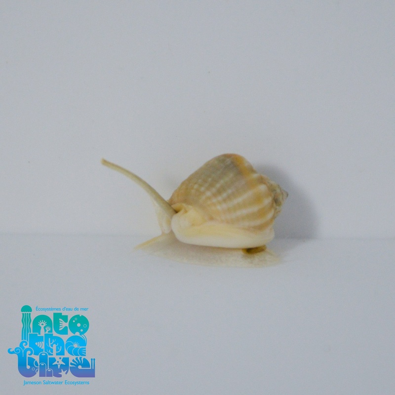Nassarius Snail