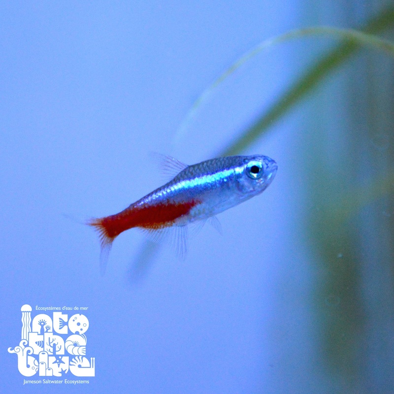 Neon Tetra