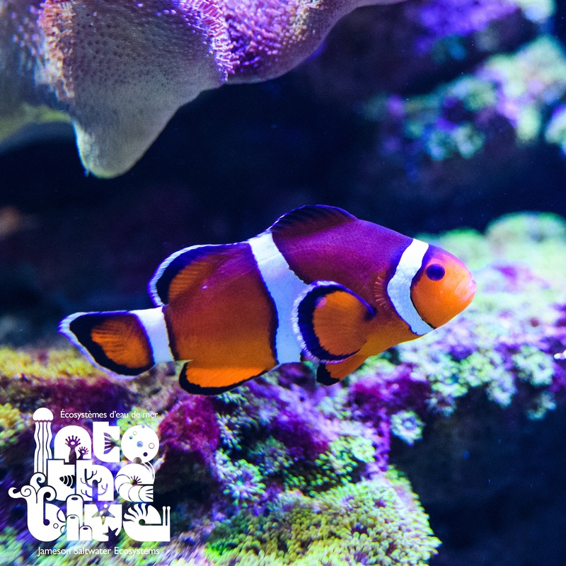 Orange Ocellaris Clownfish