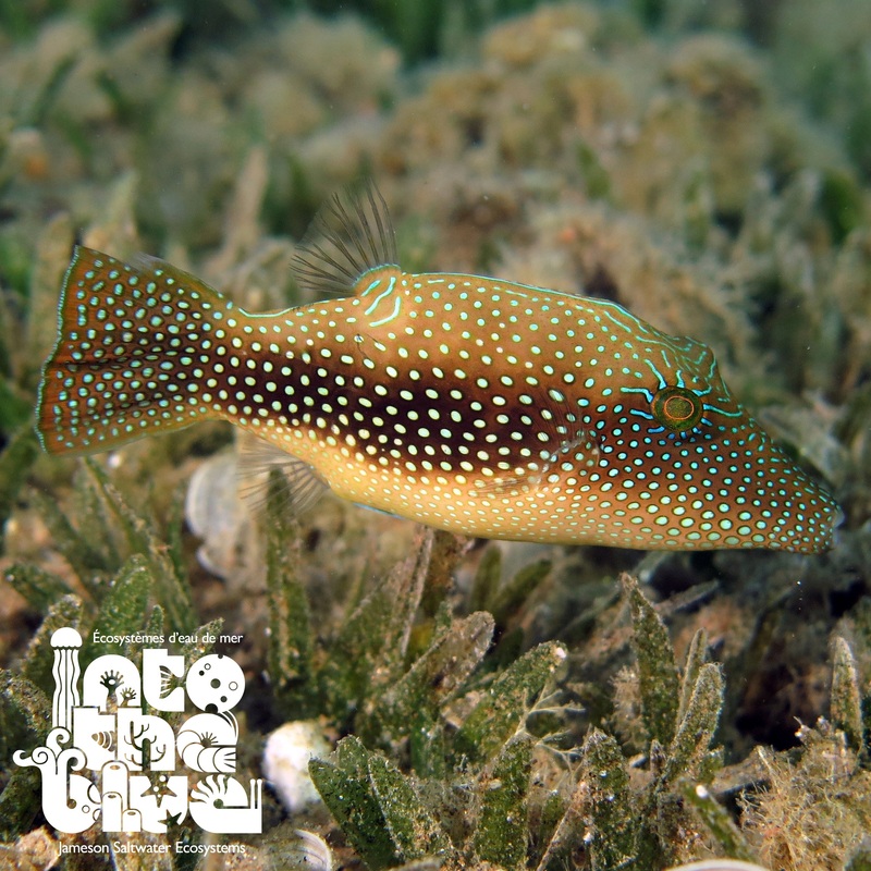 Pearl Toby Puffer
