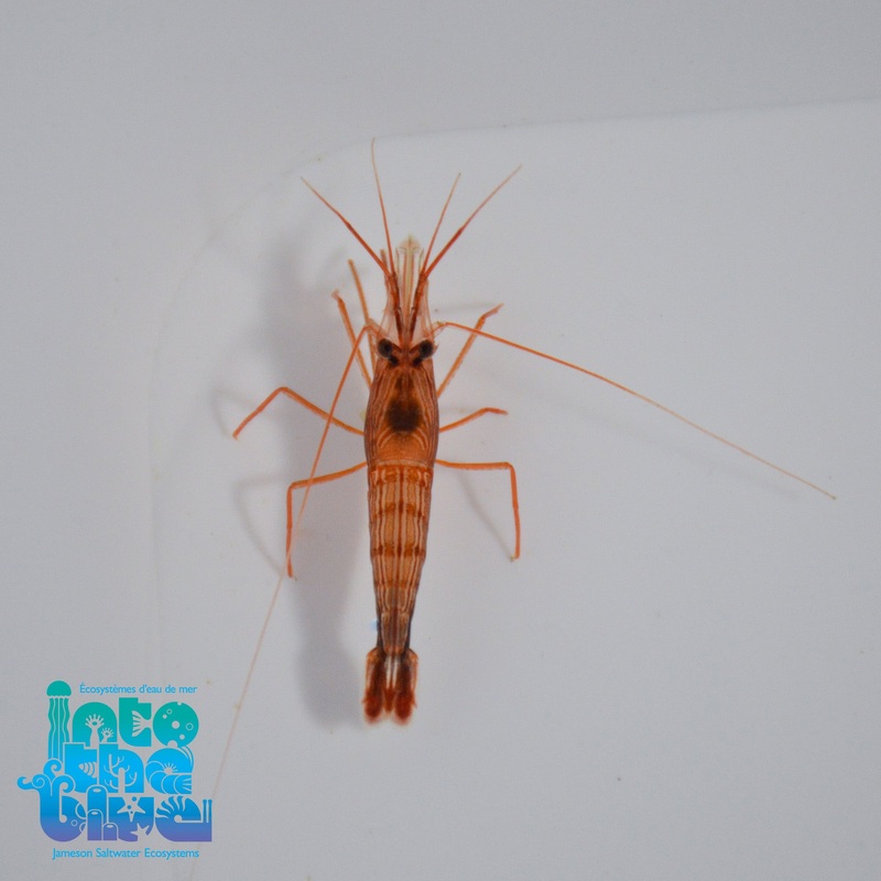 Peppermint Shrimp