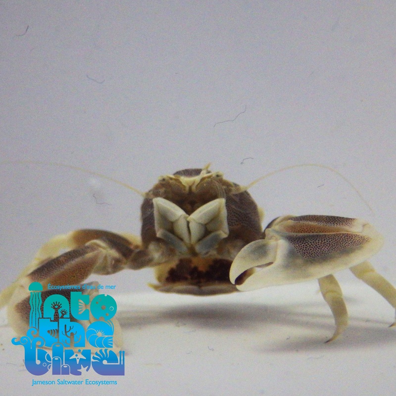 Porcelain Crab