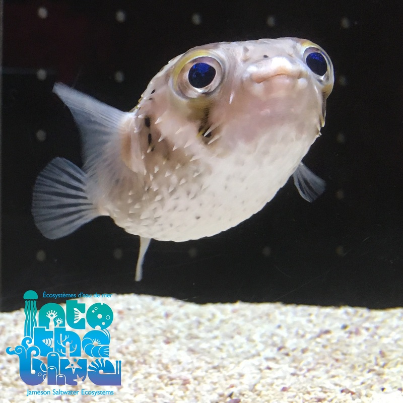 Porcupine Puffer