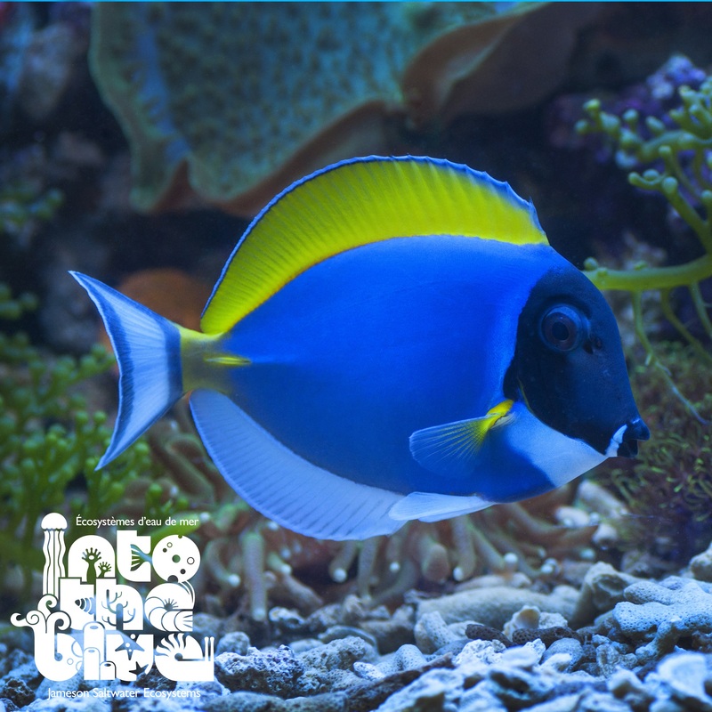 Powder Blue Tang