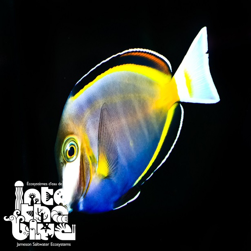Powder Brown Tang