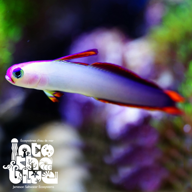 Purple Firefish