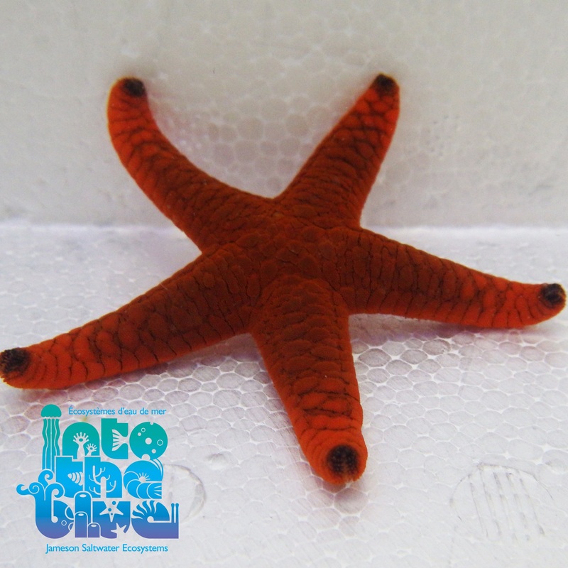 Red Fromia Star