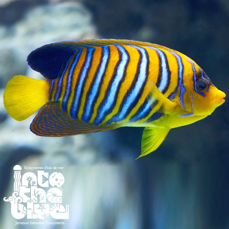 Regal Angelfish