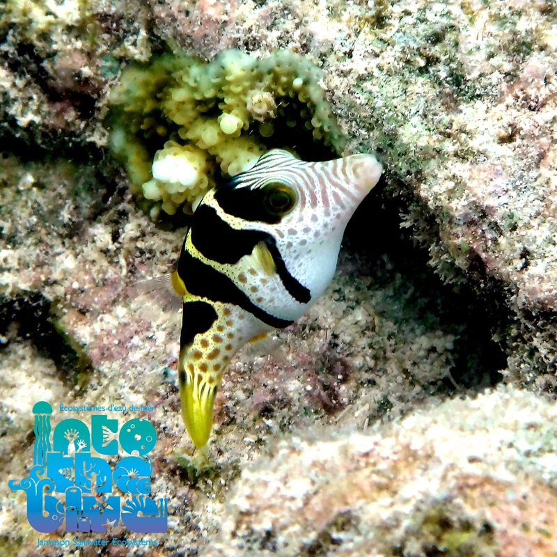 Saddle Valentini Puffer