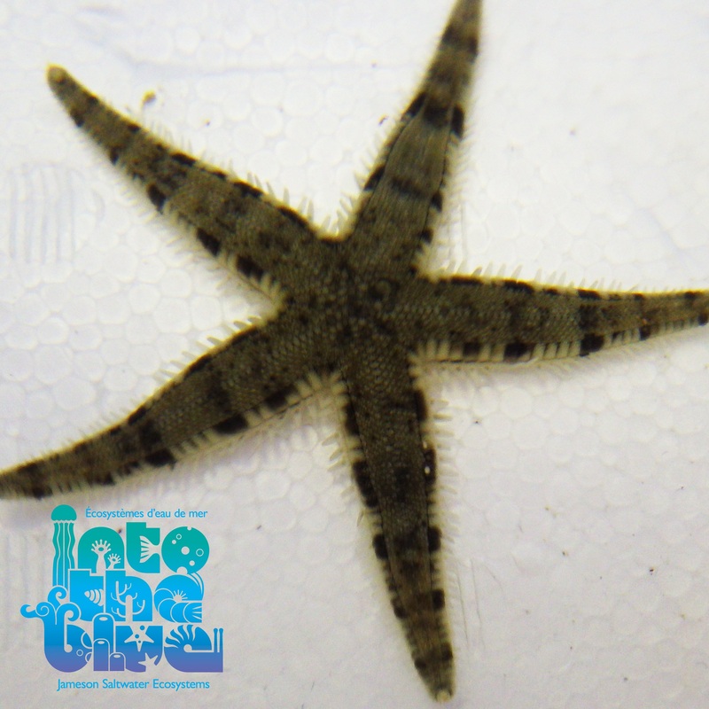 Sand Sifting Sea Star