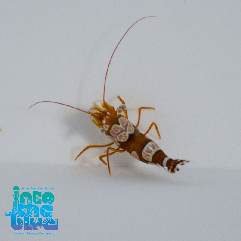 Sexy Shrimp