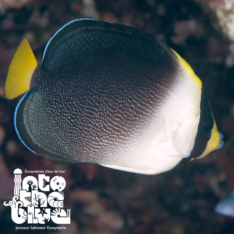 Singapore Angelfish