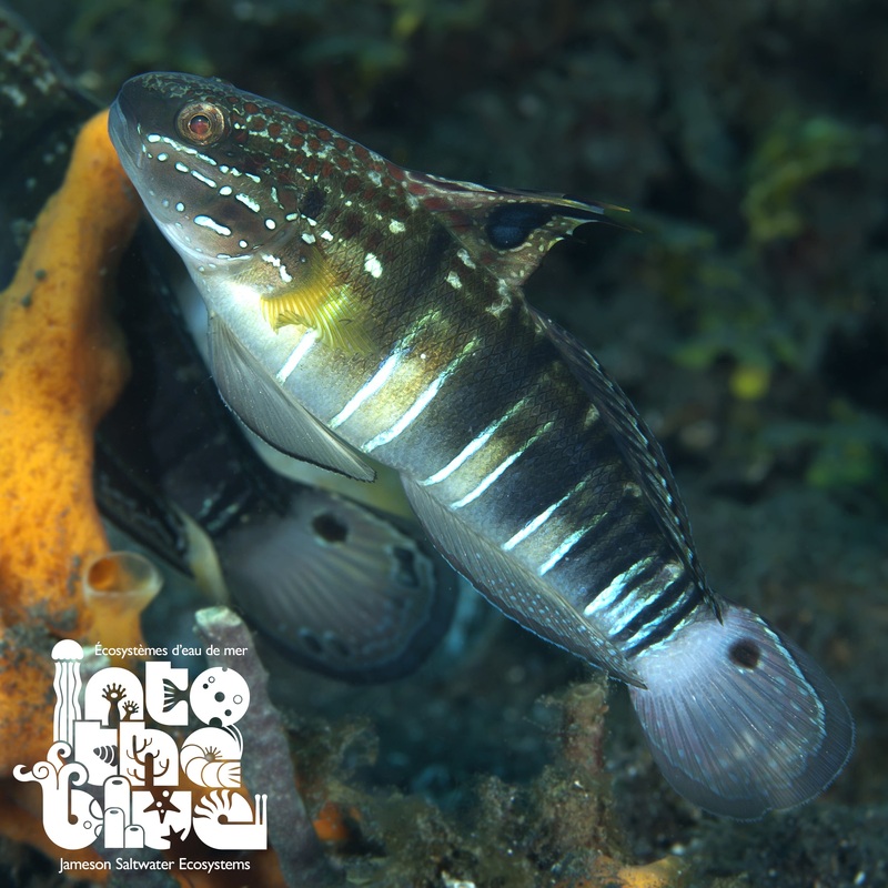 Sleeper Banded Bullet Goby