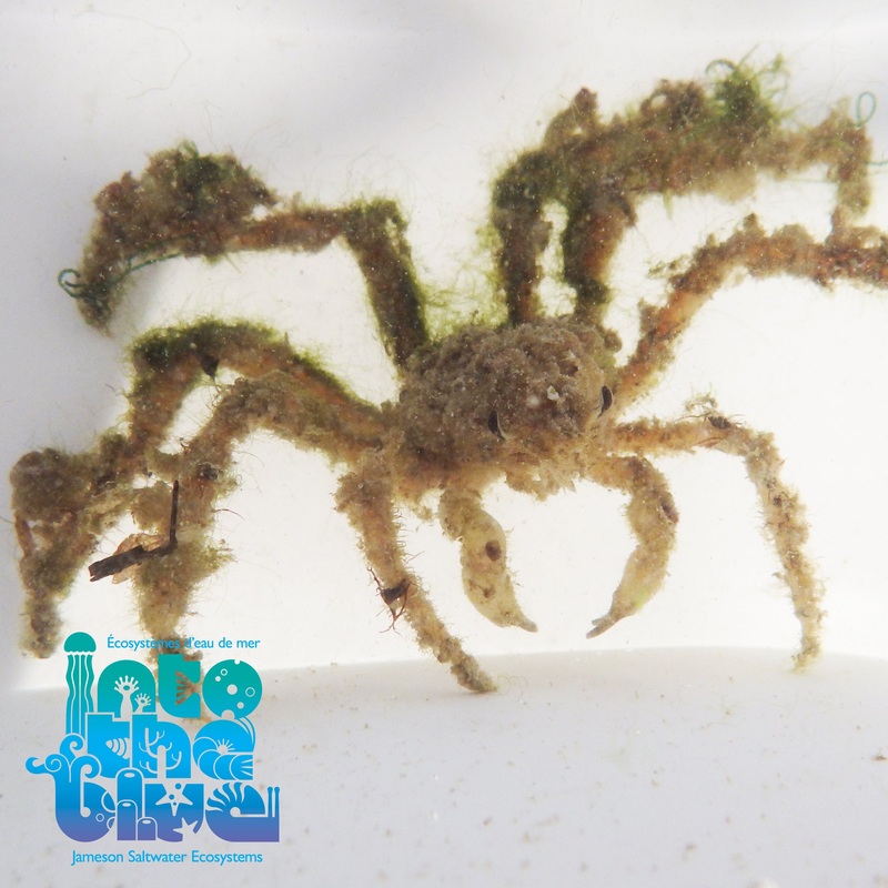 Spider Decorator Crab