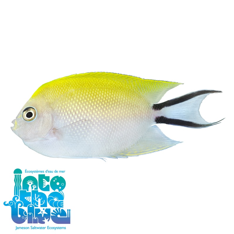 Spotbreast Swallowtail Angelfish