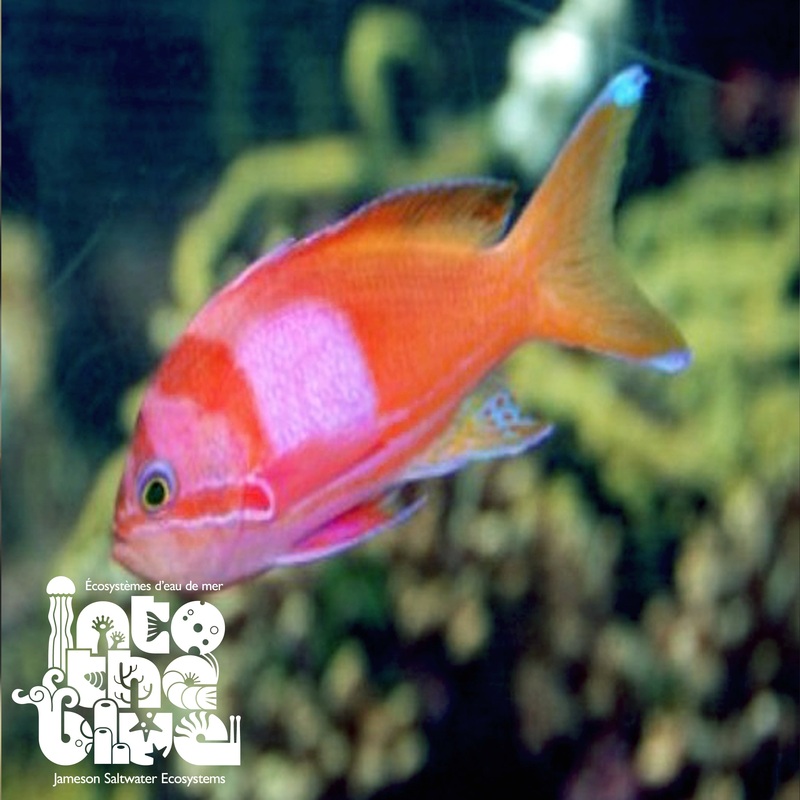 Squareback Anthias